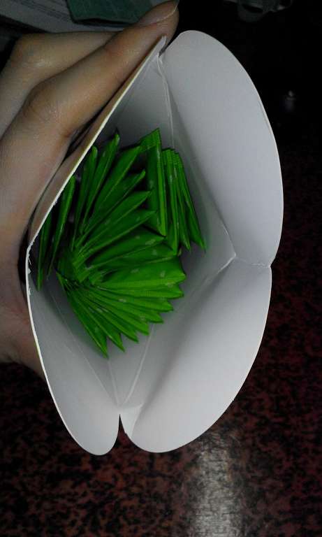 Dr.Kiwi黃金奇異啦啦粉