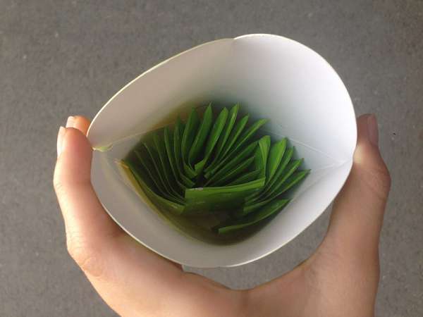 Dr.Kiwi黃金奇異啦啦粉