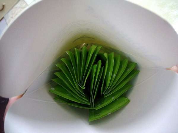 Dr.Kiwi黃金奇異啦啦粉