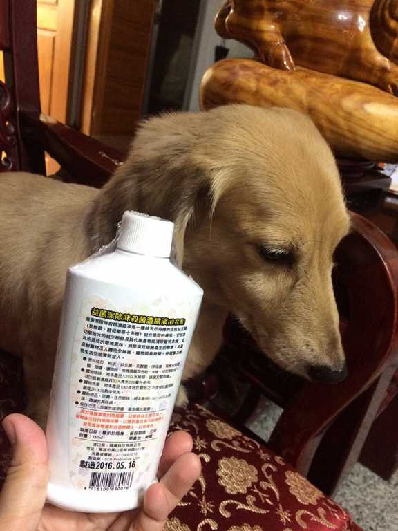 益菌潔居家清潔系列除味殺菌濃縮液寵物專用桂花香