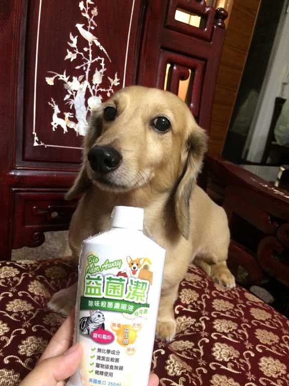 益菌潔居家清潔系列除味殺菌濃縮液寵物專用桂花香