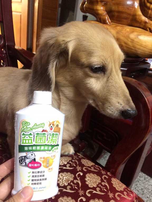 益菌潔居家清潔系列除味殺菌濃縮液寵物專用桂花香