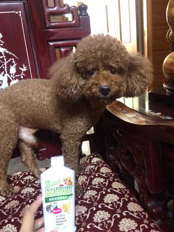 益菌潔居家清潔系列除味殺菌濃縮液寵物專用桂花香