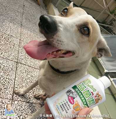 益菌潔居家清潔系列除味殺菌濃縮液寵物專用桂花香