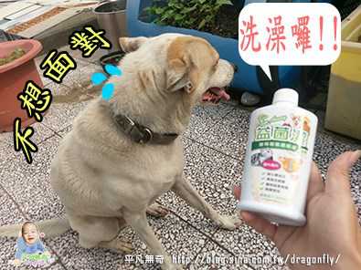 益菌潔居家清潔系列除味殺菌濃縮液寵物專用桂花香