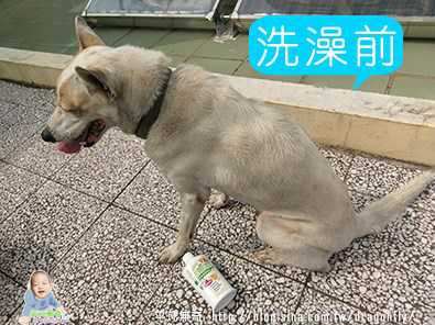 益菌潔居家清潔系列除味殺菌濃縮液寵物專用桂花香