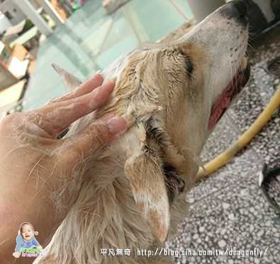 益菌潔居家清潔系列除味殺菌濃縮液寵物專用桂花香