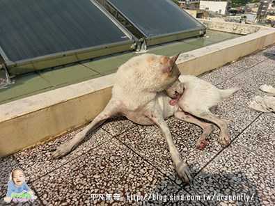 益菌潔居家清潔系列除味殺菌濃縮液寵物專用桂花香