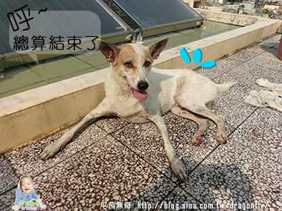 益菌潔居家清潔系列除味殺菌濃縮液寵物專用桂花香