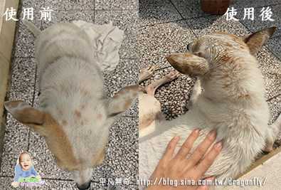 益菌潔居家清潔系列除味殺菌濃縮液寵物專用桂花香