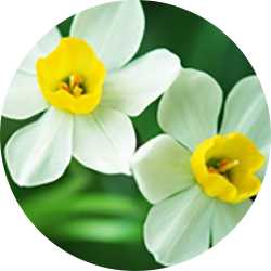 zuuth如瓷保濕緊緻精華