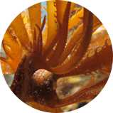 zuuth如瓷保濕緊緻精華