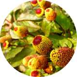 zuuth如瓷保濕緊緻精華