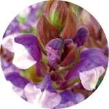 zuuth如瓷保濕緊緻精華