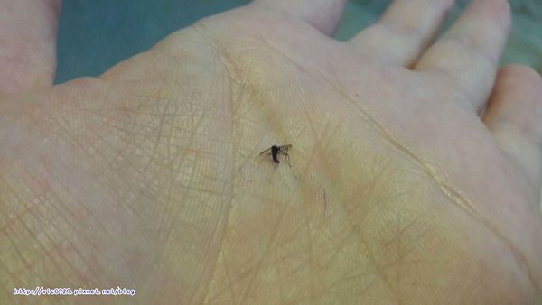 NATURKEY力萃奇防蚊液