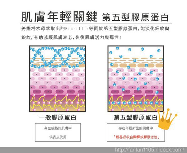yadoma水母膠原賦活精華乳