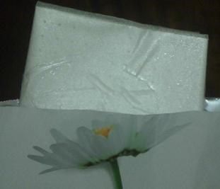 白夏菊舒護柔敏面膜