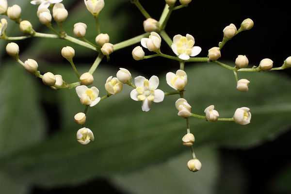 1024px-Flowers_Black_Elder.jpg