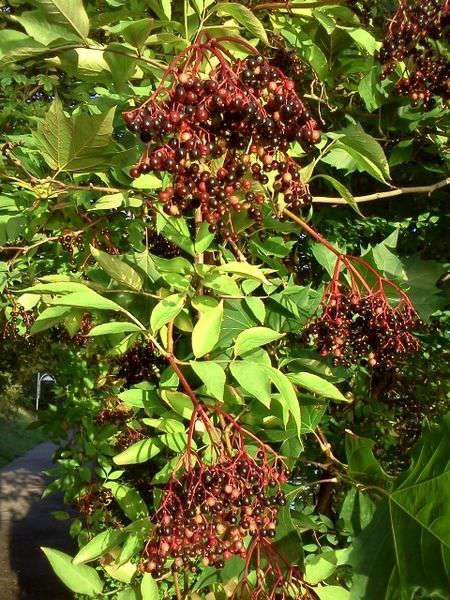 Baies_de_sureau_接骨木.jpg