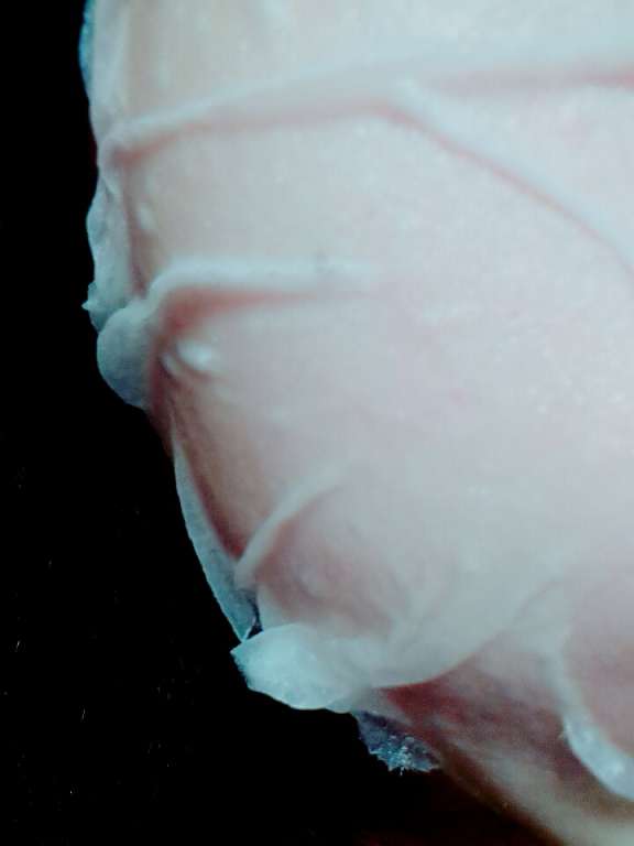 JM就是美台灣溫泉水面膜