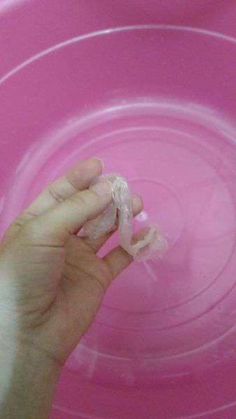 birthday多醣體纖維體膜