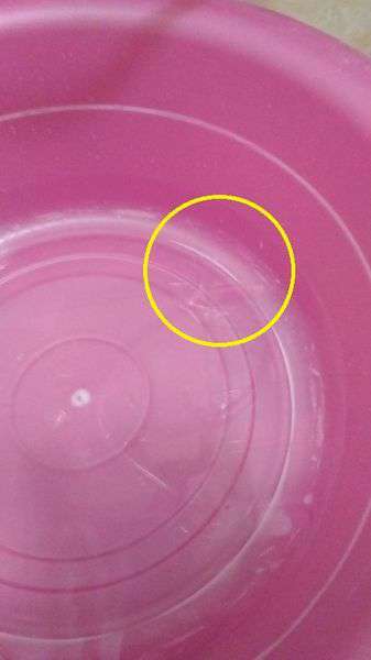 birthday多醣體纖維體膜