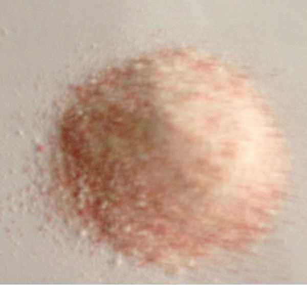 明奕蘆薈+木寡糖