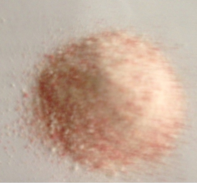 明奕蘆薈+木寡糖